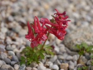 Corydalis transsylvanica, Wurzerlsgarten