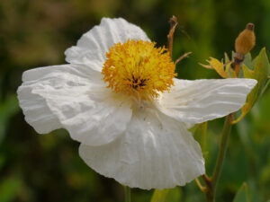 Romneya coulteri, Kalifornischer Strauchmohn, mit gut getarnter, weißer Krabbenspinne, Gärtnerei Eidmann