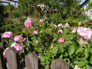 Blick über den Zaun, rechts Gräserpfad, links Bauerngarten Pecoraro-Schneider