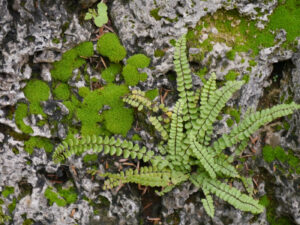 Asplenium trichomanes, kleiner, brauner Streifenfarn, Vorgarten von Wurzerlsgarten