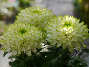 Terrassendeko Chrysanthemen in Wurzerlsgarten