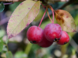 kleiner Bonsaiapfel in Wurzerlsgarten