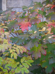 Herbstlaub von Strauchpaeonie und Eichblatt-Hortensie in Wurzerlsgarten