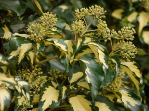 Hedera helix, panaschierte Hybride, Wurzerlsgarten