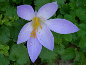 Crocus 'Artabir', Herbstkrokus, Wurzerlsgarten