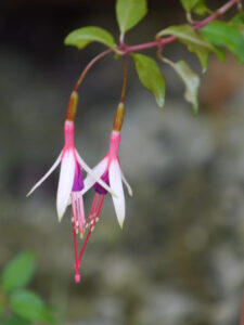 Fuchsia magellanica 'Arauco', Scharlach-Fuchsie, Wurzerlsgarten