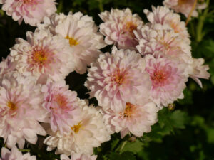 Chrysanthemen auf dem Tisch des Rosenrondells