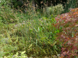 Der Teich in Wurzerlsgarten, kurz vor dem Ausräumen.