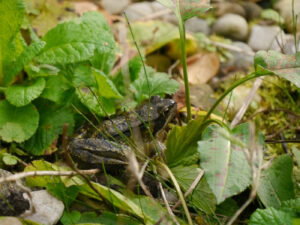 Frosch ist etwas beleidigt, nach dem Teich-Ausräumen in Wurzerlsgartenin