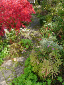 Herbstbeet rechts vom Ahorneck, mit Astern, Bistorta und Euphorbien in Wurzerlsgarten