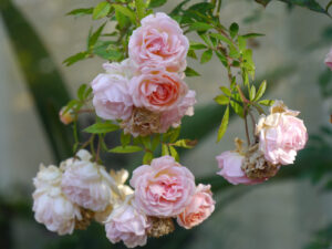 Rosa 'Ghislaine de Feligonde', Wurzerlsgarten