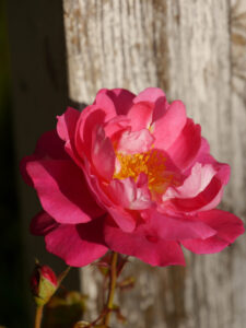 Rosa 'Milhem Pemberton', Wurzerlsgarten