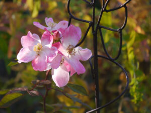 Rosa 'Rush', Wurzerlsgarten