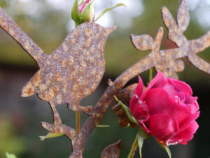 Rosa 'Munstedt Wood' in Wurzerlsgarten