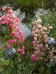 Rosa 'Alden Biesen', in Wurzerlsgarten