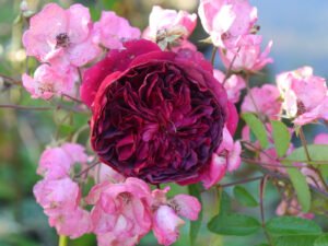 Rosa 'Munstedt Wood', Rosa 'Alden Biesen', Wurzerlsgarten'