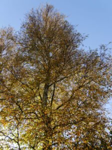 Moorbirke in Wurzerlsgarten