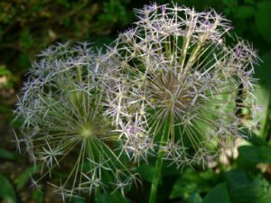 Allium-Blüten im Landgarten Birgit Helbig