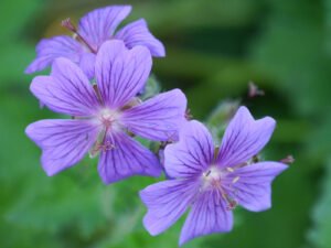 Storchschnabel, Geranium Hybride im Landgarten Helbig