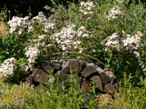 Natürliche Dekorationen im Landgarten Helbig