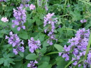 Ziest, Stachys im Landgarten Helbig