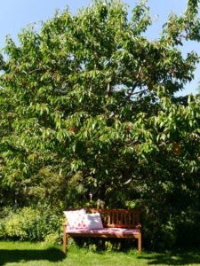 Unterm Kirschbaum im Landgarten Helbig