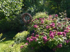 Rosenblüte im Landgarten Helbig