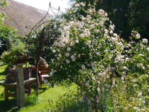 Rosen im Landgarten Helbig