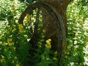 Altes Wagenrad im Garten Birgit Helbig