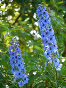 Rittersporn im Landgarten Birgit Helbig