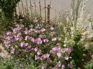 Salvia sclarea 'Vatican White', weißer Muskatellersalbei - Malva moschata, Moschusmalve, im Sandbeet von Klaus Scheder