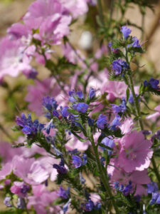 Echium vulgare, gewöhnlicher Natternkopf und Malva moschata, Moschusmalve im Sandbeet vor dem Haus Klaus Scheder