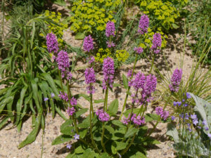 Stachys monieri 'Hummelo', zottiger Ziest, Euphorbia seguieriana ssp. niciciana, Steppen-Wolfsmilch Sandbeet Klaus Scheder