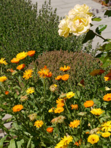 Kletterrose 'Dukat', hinten Immergrüner Gamander, Teucrium lucidrys als Einfassungspflanze und Bienenmagnet, Garten Klaus Scheder