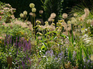 Allium Sorten 'Purple Sensation', 'Mount Everest', 'Gladiator', 'Violet Beauty', 'Miami', Allium christophii, Allium sphaerocephalon usw. Allium kommen eigentlich in fast allen Pflanzbeeten vor.Garten Klaus Scheder