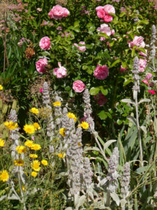 Färber-Kamille, Anthemis tinctoria, Rose 'Leonardo da Vinci', Garten Klaus Scheder