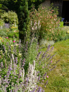 Blasenstrauch - Colutea arborescens, Nepeta 'Walkers Low', Katzenminze, Stachys byzanthina, Wollziest, Garten Klaus Scheder