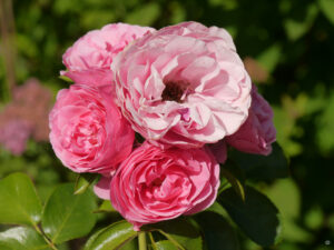 Rose 'Leonardo da Vinci' im Garten Klaus Scheder