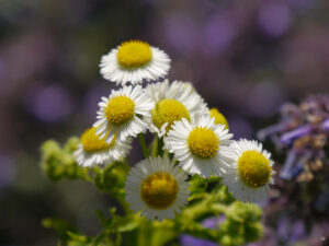 Erigeron annua, Berufskraut, das sind doch würdige Begleiter für Rosen und Co.