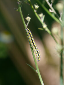 Möndcheneule, (Calophasia lunula), Garten Klaus Scheder