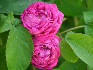 Rose 'Rose de Resht', Garten Klaus Scheder