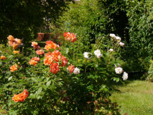 Vorne links Rose 'Westerland', rechts  'Herkules' hinten links 'La Villa Cotta'.Garten Klaus Scheder