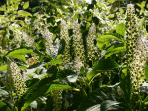 Kermesbeeren in der Gartenoase Scheder