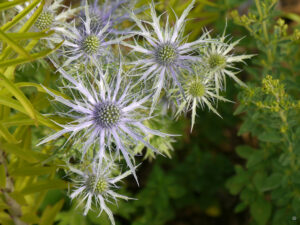 Eryngium, Mannsschild im Lilienfeld Lülsfeld