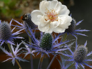 Rosa 'Jacqueline du Pré' mit Eryngium, einer attraktiven Edeldistel in Wurzerlsgarten