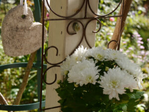 Chrysanthemen in Wurzerlsgarten