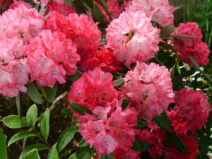 Rhododendron in Ostfriesland