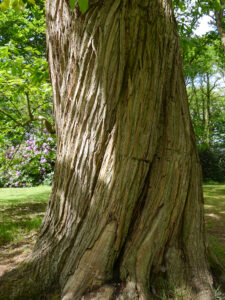 Schlosspark Lütetsburg