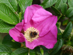 Rosa rugosa ' Pink Roadrunner', Tanja Bohlken