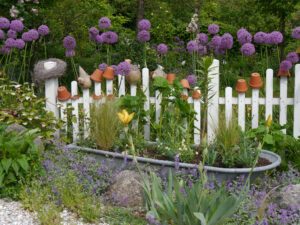 Allium 'Gladiator', neben dem Eingangsbereich Garten Tanja Bohlken